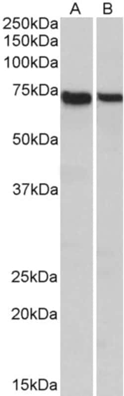 Invitrogen STXBP3 Polyclonal Antibody 100 &mu;g; Unconjugated:Antibodies,