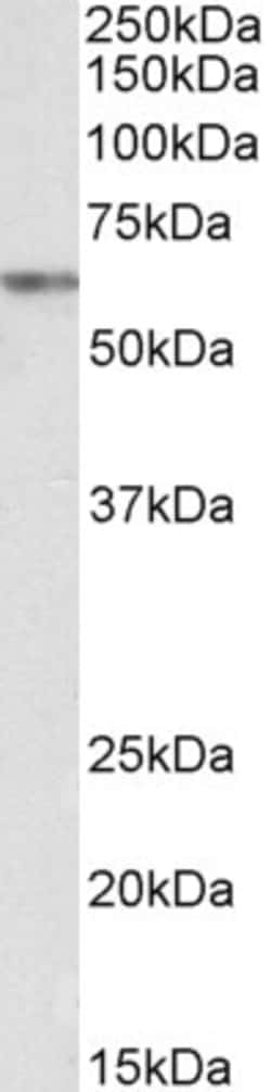 Invitrogen VRK2 Polyclonal Antibody 100 &mu;g; Unconjugated:Antibodies,