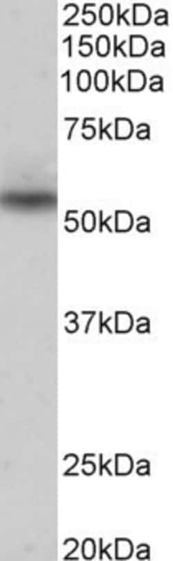 Invitrogen NPRL3 Polyclonal Antibody 100 μg; Unconjugated:Antibodies,