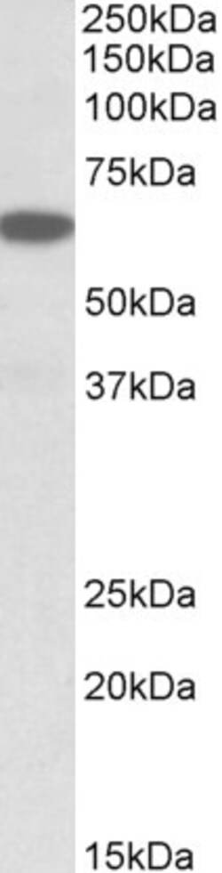 Invitrogen PLA2G4C Polyclonal Antibody 100 μg; Unconjugated:Antibodies,