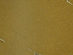 Invitrogen SynGAP Polyclonal Antibody 100 &mu;g; Unconjugated:Antibodies,
