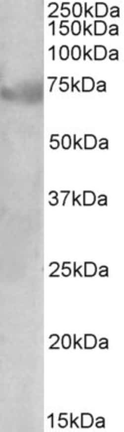 Invitrogen DMTF1 Isoform 1 Polyclonal Antibody 100 &mu;g; Unconjugated:Antibodies,