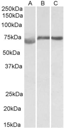 Invitrogen DMTF1 Polyclonal Antibody 100 &mu;g; Unconjugated:Antibodies,