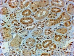 Invitrogen DMRT2 Polyclonal Antibody 100 &mu;g; Unconjugated:Antibodies,