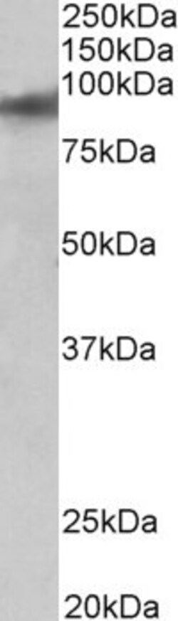 Invitrogen ZNF652 Polyclonal Antibody 100 &mu;g; Unconjugated:Antibodies,