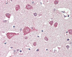 Invitrogen MLC1 Polyclonal Antibody 100 &mu;g; Unconjugated:Antibodies,