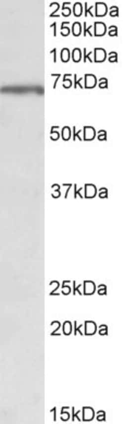Invitrogen MLC1 Polyclonal Antibody 100 &mu;g; Unconjugated:Antibodies,