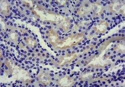 Invitrogen SGLT1 Polyclonal Antibody 100 &mu;g; Unconjugated:Antibodies,