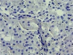 Invitrogen SGLT1 Polyclonal Antibody 100 &mu;g; Unconjugated:Antibodies,