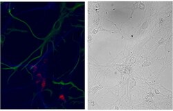 Invitrogen NSG1 Polyclonal Antibody 100 &mu;g; Unconjugated:Antibodies,