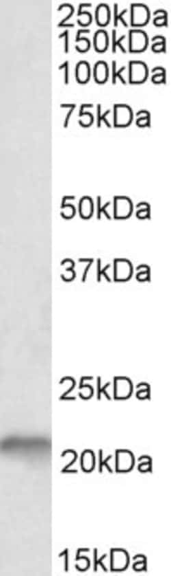 Invitrogen NSG1 Polyclonal Antibody 100 &mu;g; Unconjugated:Antibodies,