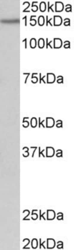 Invitrogen PCDH17 Polyclonal Antibody 100 μg; Unconjugated:Antibodies,