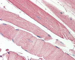 Invitrogen THNSL2 Polyclonal Antibody 100 &mu;g; Unconjugated:Antibodies,