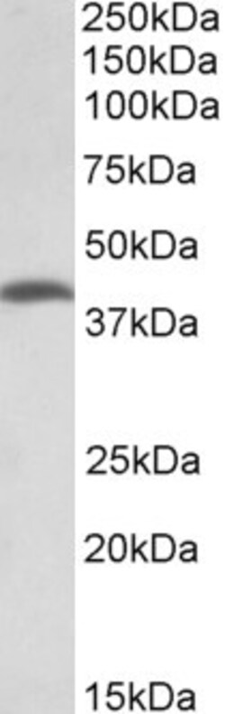 Invitrogen THNSL2 Polyclonal Antibody 100 &mu;g; Unconjugated:Antibodies,