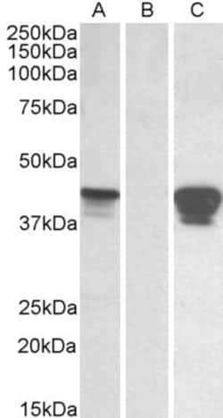 Invitrogen SLAMF8 Polyclonal Antibody 100 &mu;g; Unconjugated:Antibodies,