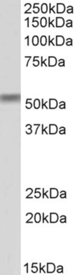 Invitrogen CREB3L2 Polyclonal Antibody 100 μg; Unconjugated:Antibodies,