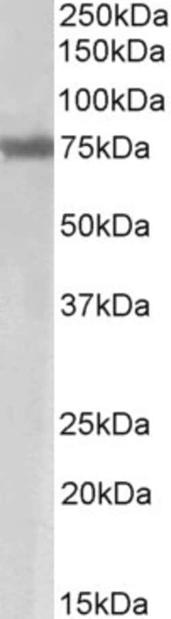 Invitrogen Axotrophin Polyclonal Antibody 100 &mu;g; Unconjugated:Antibodies,