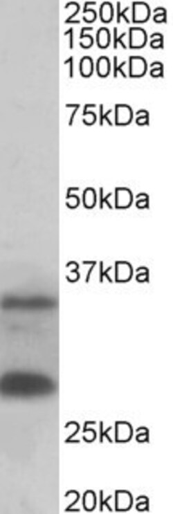 Invitrogen C16orf57 Polyclonal Antibody 100 &mu;g; Unconjugated:Antibodies,