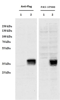 Invitrogen CCDC3 Polyclonal Antibody 100 &mu;g; Unconjugated:Antibodies,