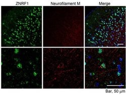Invitrogen ZNRF1 Polyclonal Antibody 100 &mu;g; Unconjugated:Antibodies,
