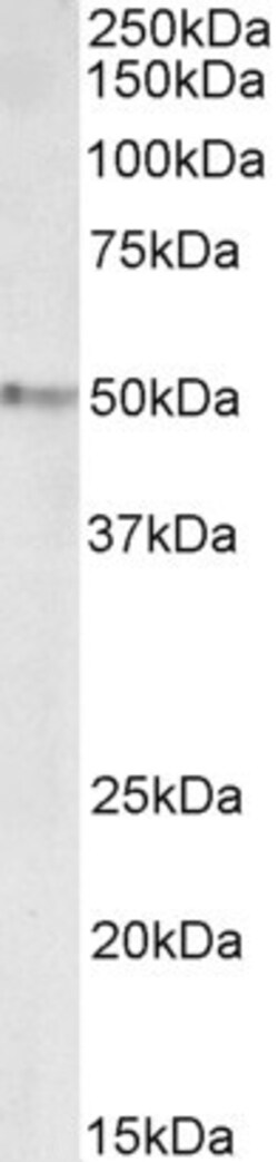 Invitrogen STAP2 Polyclonal Antibody 100 &mu;g; Unconjugated:Antibodies,