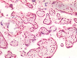 Invitrogen CSTF2 Polyclonal Antibody 100 &mu;g; Unconjugated:Antibodies,