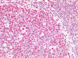 Invitrogen CSTF2 Polyclonal Antibody 100 &mu;g; Unconjugated:Antibodies,