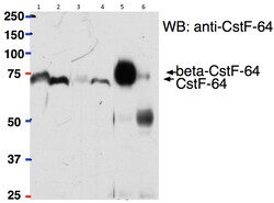 Invitrogen CSTF2 Polyclonal Antibody 100 &mu;g; Unconjugated:Antibodies,