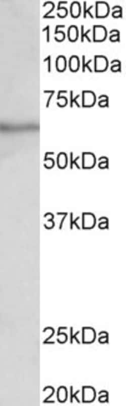 Invitrogen SLC47A2 Polyclonal Antibody 100 &mu;g; Unconjugated:Antibodies,