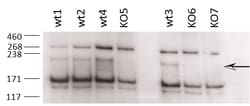 Invitrogen ZCCHC11 Polyclonal Antibody 100 &mu;g; Unconjugated:Antibodies,