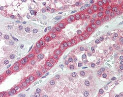 Invitrogen MYO1H Polyclonal Antibody 100 &mu;g; Unconjugated:Antibodies,