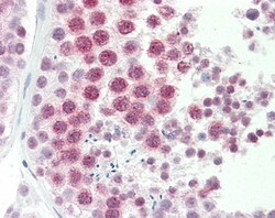 Invitrogen DNAJC5G Polyclonal Antibody 100 &mu;g; Unconjugated:Antibodies,
