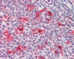 Invitrogen DNAJC5G Polyclonal Antibody 100 &mu;g; Unconjugated:Antibodies,