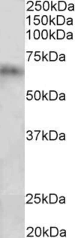 Invitrogen CYP2D10 Polyclonal Antibody 100 &mu;g; Unconjugated:Antibodies,