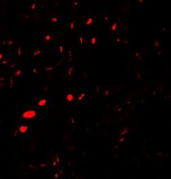 Invitrogen Aquaporin 2 Polyclonal Antibody 100 &mu;g; Unconjugated:Antibodies,