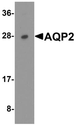 Invitrogen Aquaporin 2 Polyclonal Antibody 100 &mu;g; Unconjugated:Antibodies,