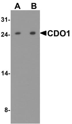 Invitrogen CDO1 Polyclonal Antibody 100 &mu;g; Unconjugated:Antibodies,