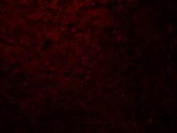 Invitrogen ENT2 Polyclonal Antibody 100 &mu;g; Unconjugated:Antibodies,
