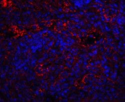 Invitrogen QSOX1 Polyclonal Antibody 100 &mu;g; Unconjugated:Antibodies,