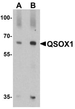 Invitrogen QSOX1 Polyclonal Antibody 100 &mu;g; Unconjugated:Antibodies,
