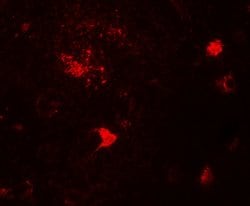 Invitrogen DPF3 Polyclonal Antibody 100 &mu;g; Unconjugated:Antibodies,