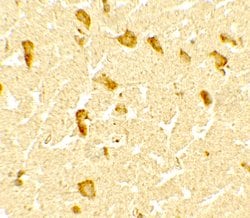 Invitrogen DPF3 Polyclonal Antibody 100 &mu;g; Unconjugated:Antibodies,