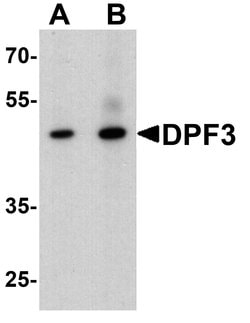 Invitrogen DPF3 Polyclonal Antibody 100 &mu;g; Unconjugated:Antibodies,