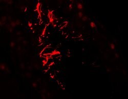 Invitrogen AKAP4 Polyclonal Antibody 100 &mu;g; Unconjugated:Antibodies,