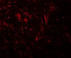 Invitrogen TENM1 Polyclonal Antibody 100 &mu;g; Unconjugated:Antibodies,