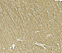 Invitrogen TENM1 Polyclonal Antibody 100 &mu;g; Unconjugated:Antibodies,