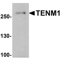 Invitrogen TENM1 Polyclonal Antibody 100 &mu;g; Unconjugated:Antibodies,