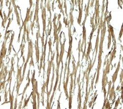 Invitrogen DNAJC13 Polyclonal Antibody 100 &mu;g; Unconjugated:Antibodies,