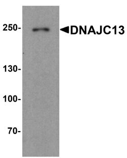 Invitrogen DNAJC13 Polyclonal Antibody 100 &mu;g; Unconjugated:Antibodies,