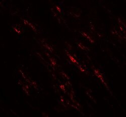 Invitrogen PLA1 Polyclonal Antibody 100 &mu;g | Buy Online | Invitrogen&trade; | Fisher Scientific